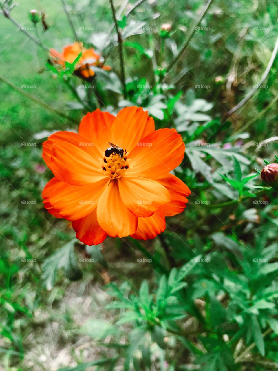 Insect on orange flower