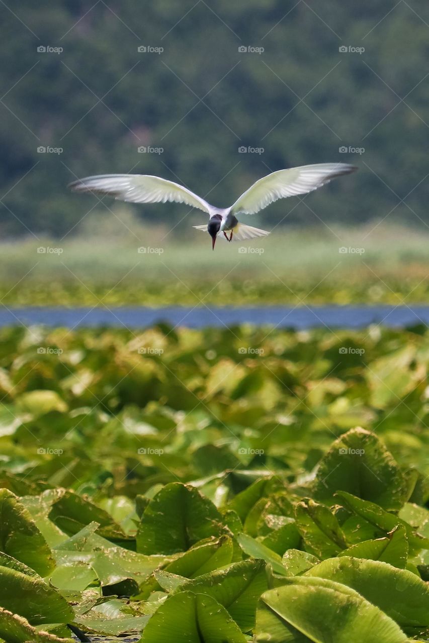 Water bird at the Skadar's lake in the state of Montenegro