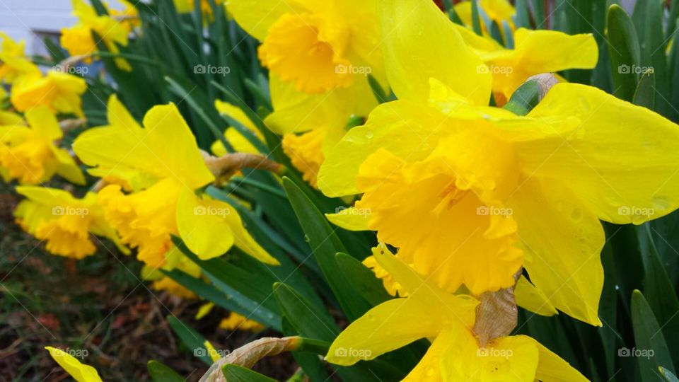 Daffodils