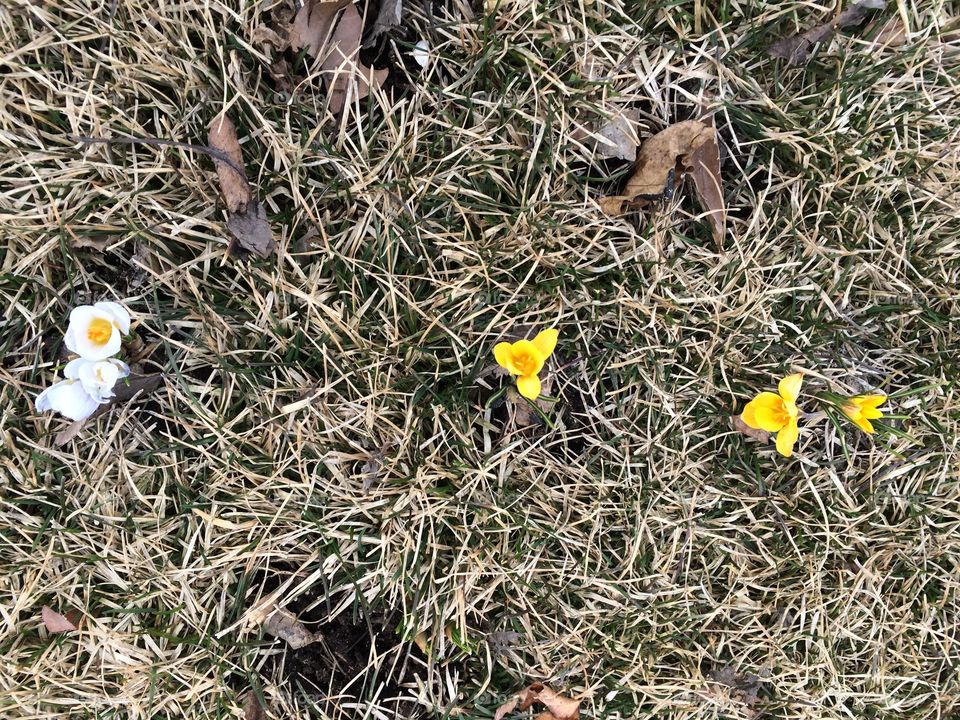 Lonely yellow. Crocus in spring 
