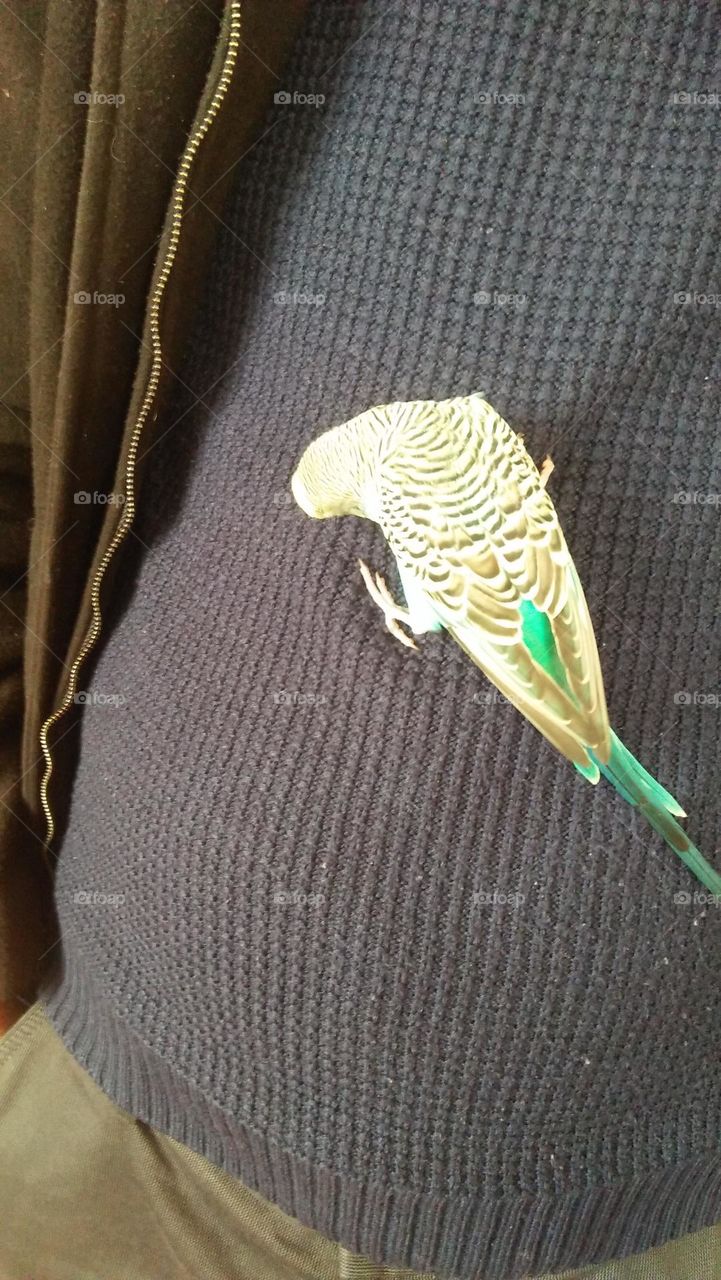 beautiful parrot bird on sofa.