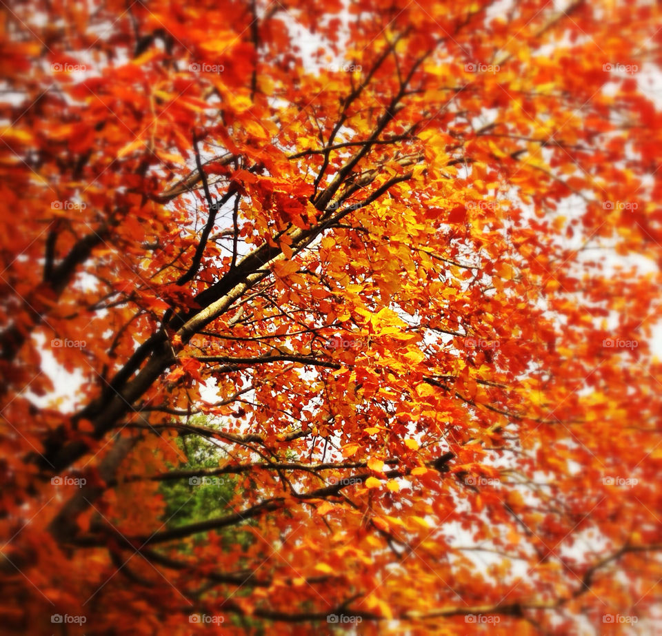 tree orange leaves autumn by geebee