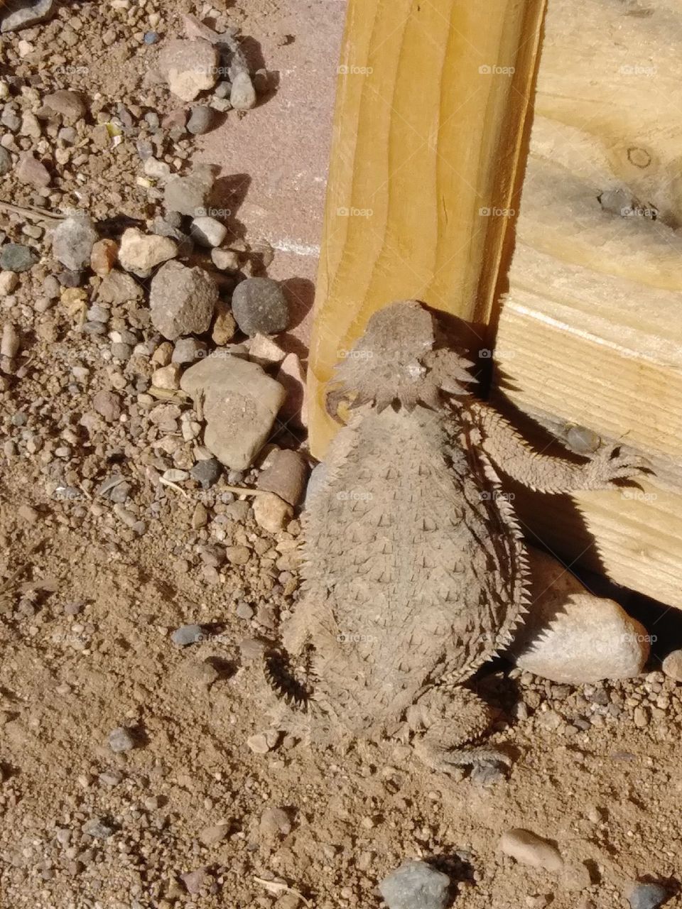Horned toad