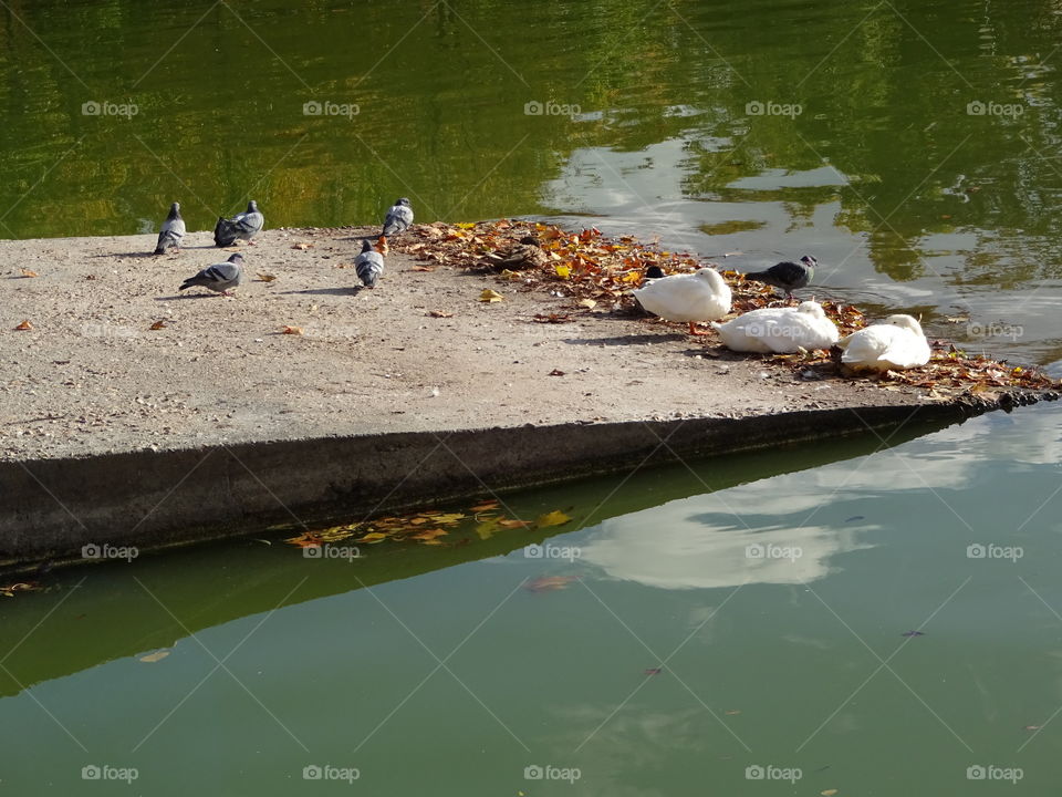 pigeons and ducks resting at the lake