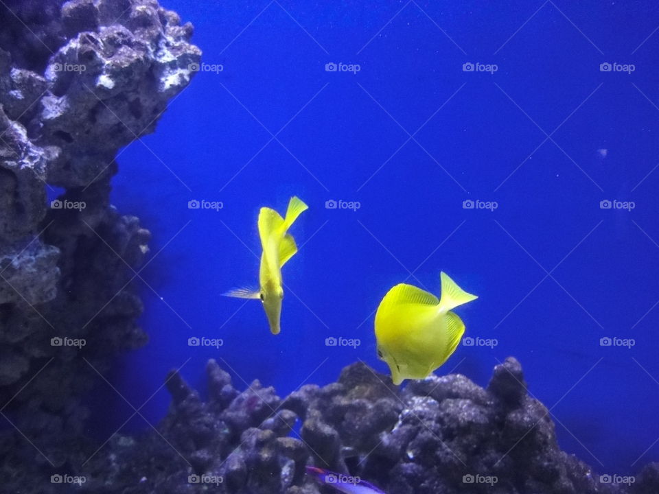 fish yellow