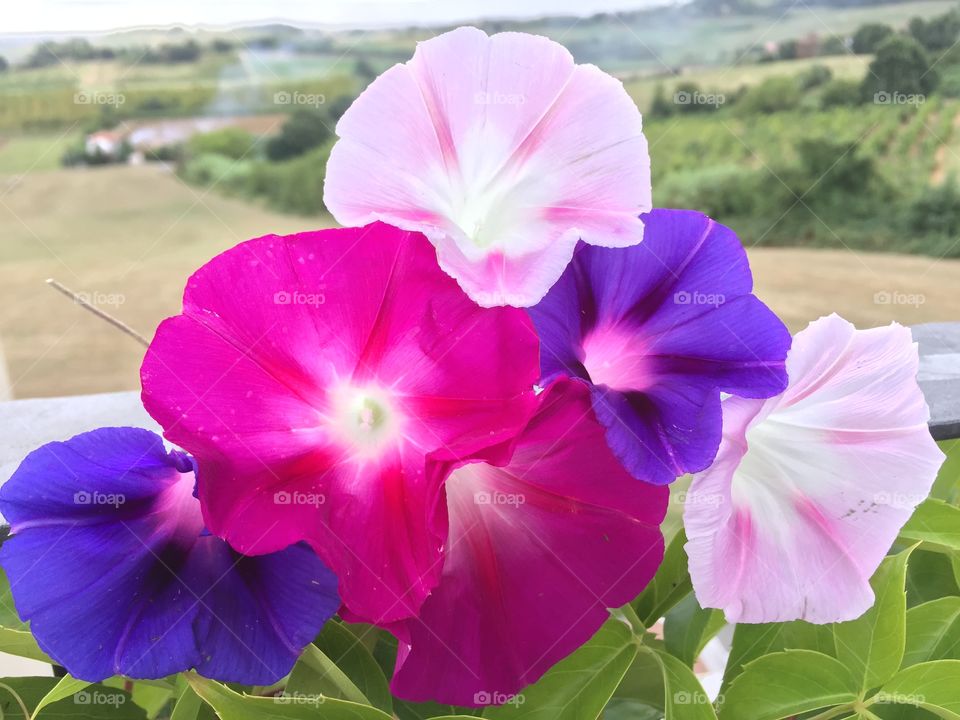 A piramyd of flowers. A piramyd of flowers at home