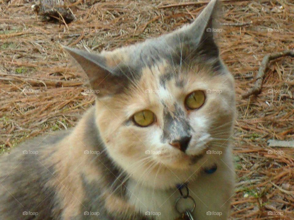Calico Hemingway Beauty