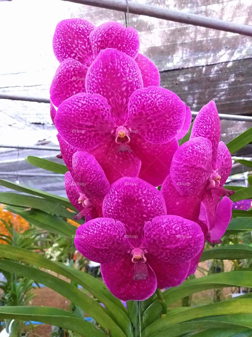 vanda orchid. violet flower