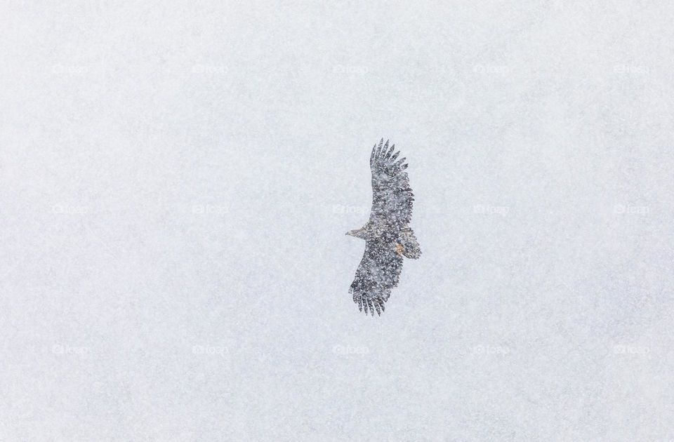 Eagle,winter,snow,cold,ice,wildlife,bird,