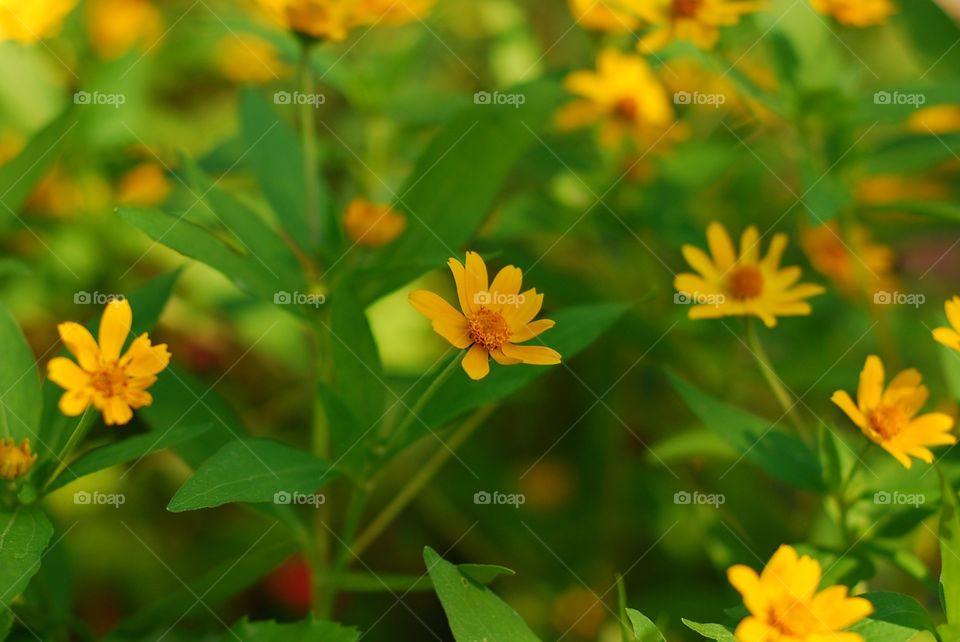 Orange flower 