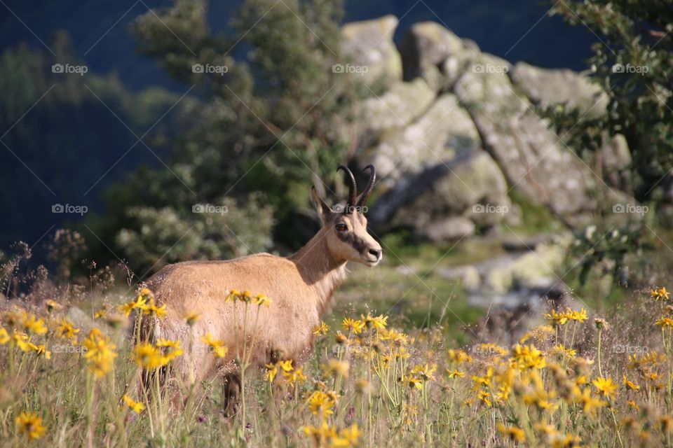 Chamois in moutain