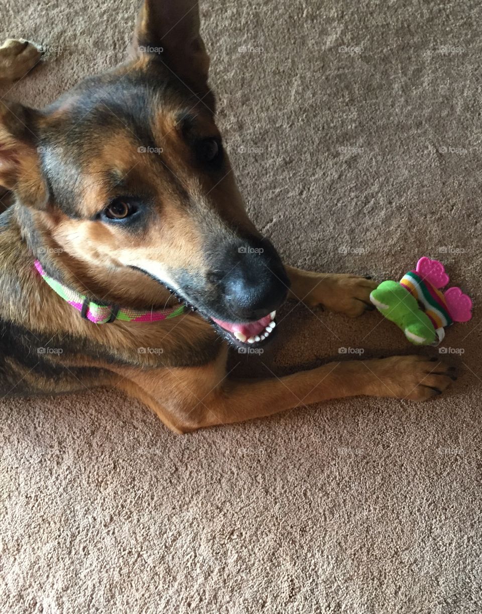 Sable German Shepard. One year old sable colored German Shepard. 