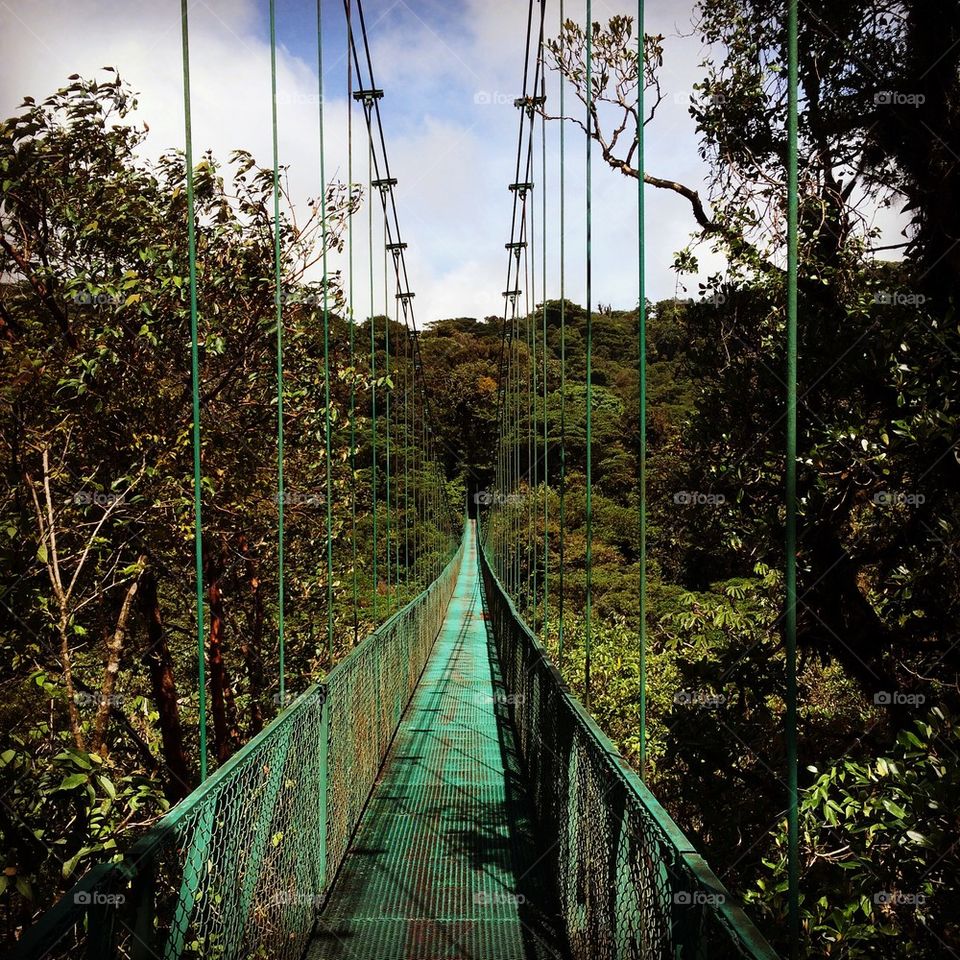 Hanging Bridges in the forest