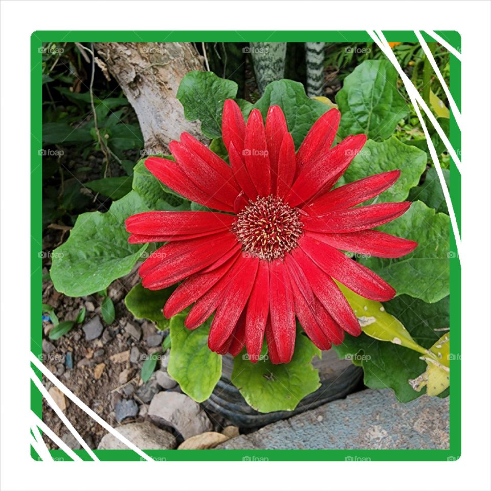 radiant passion bloom