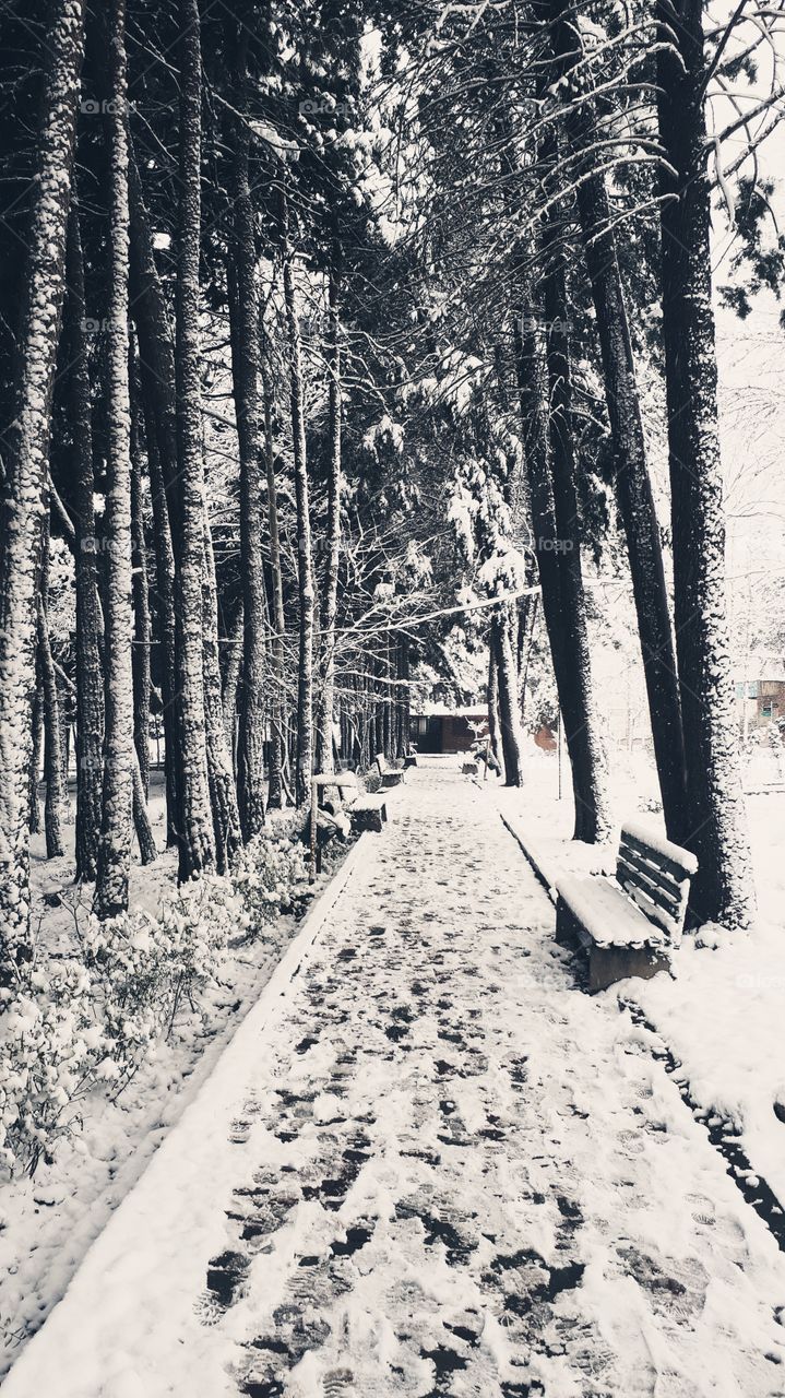 Shahid Beheshti University-Iran