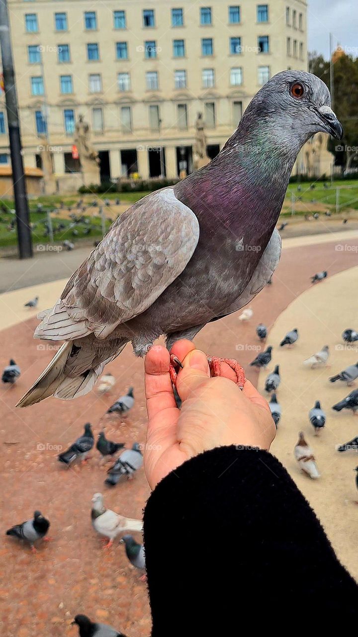 Posing pigeon