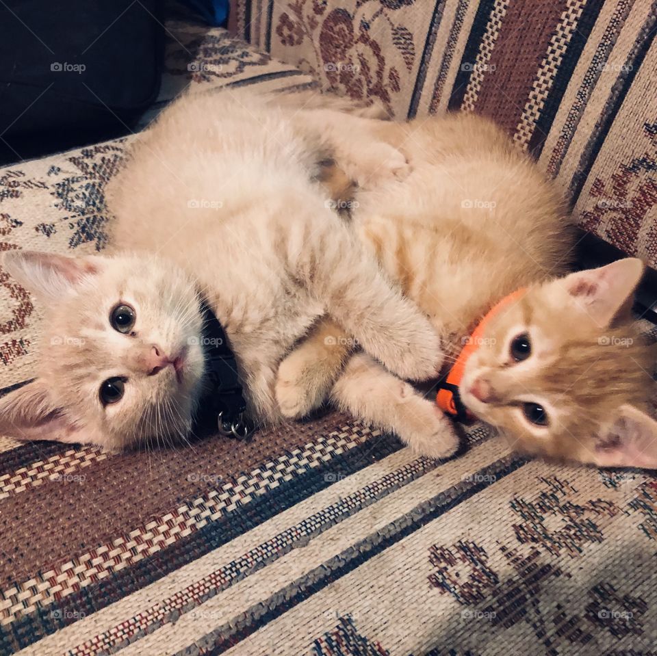 These two kittens are brothers and beat friends they love to play together or just lay around watching tv