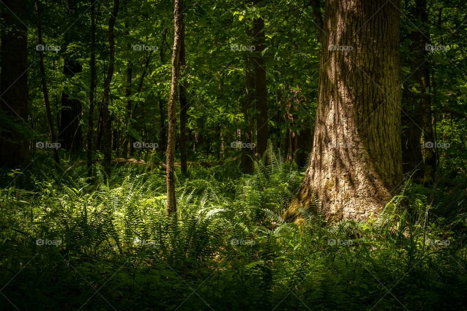 Golden sunlight strikes a small patch on the lush forest floor, revealing the abundance of life that arrives with Spring. Apex, NC. 