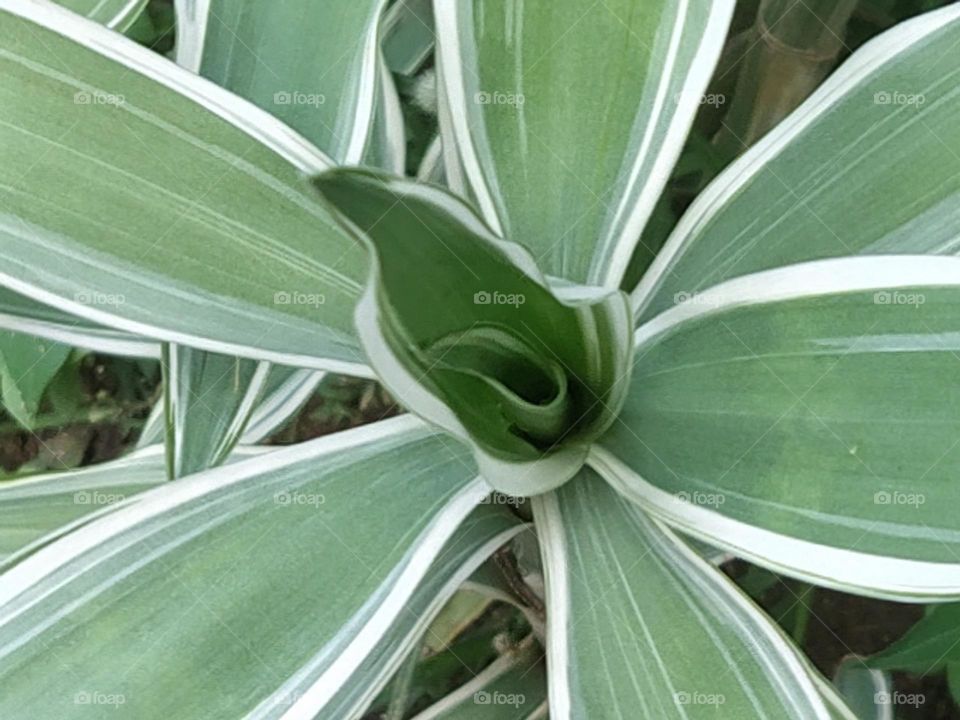 Dracaena 'White Jewel'