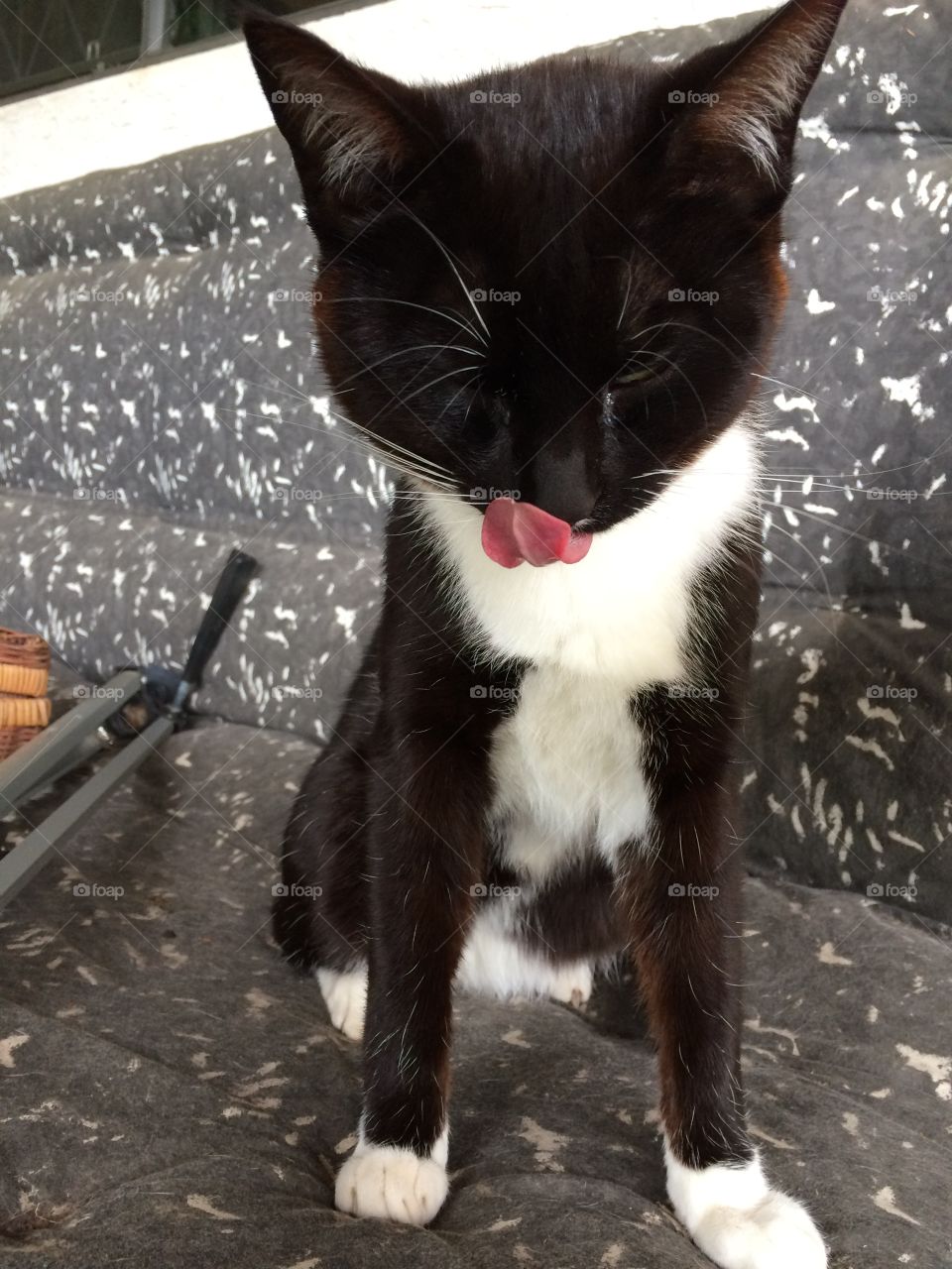 A cat in a tux. Beautiful male cat posing. 