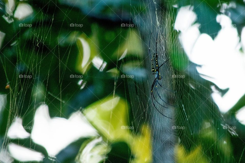 spider spider web