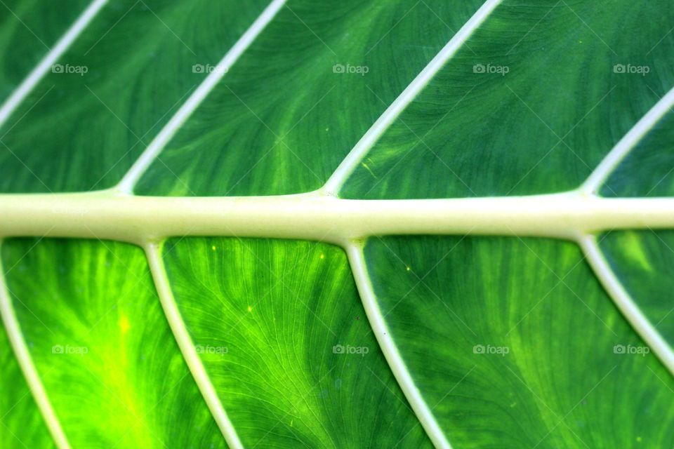 Green Leaf