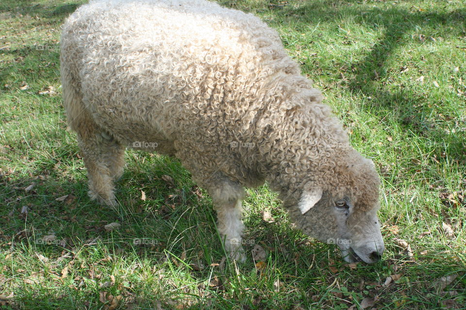 Sheep grazing in pasture