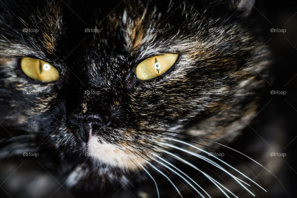 Black cat close up