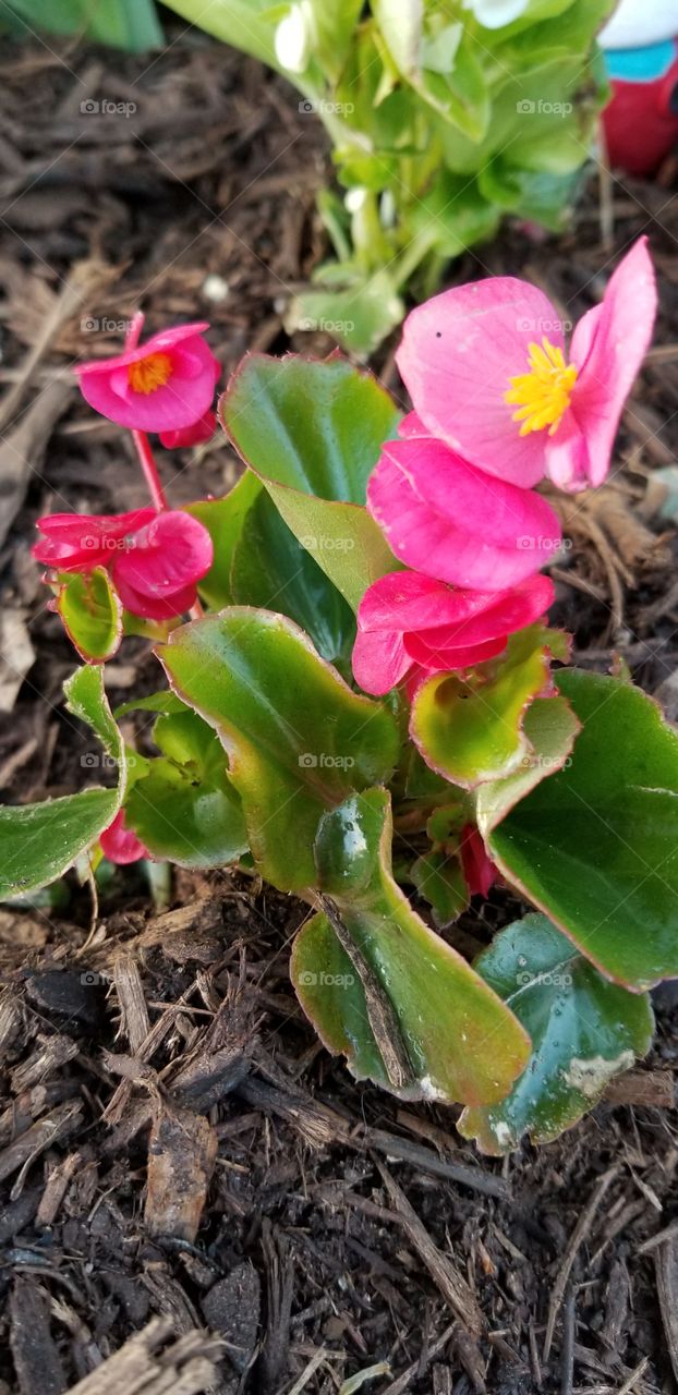 pink begonia flower in bloom