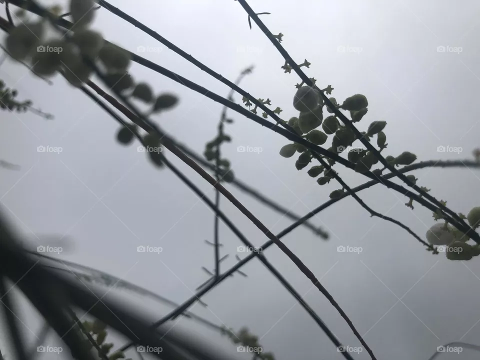 white flowers, flowers, green, sky, twigs, picture of green twigs, plant