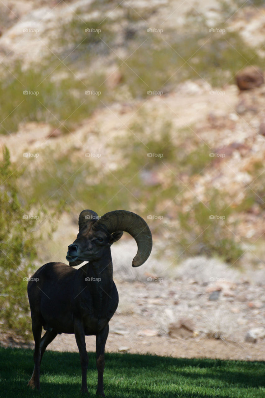 Big horn sheep 