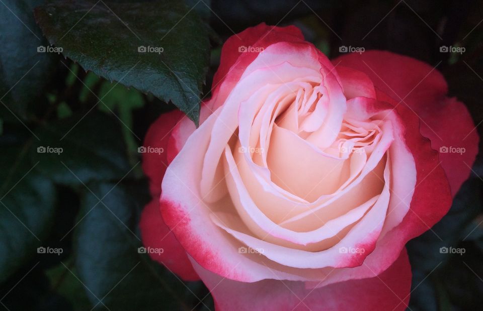 Beautiful roses