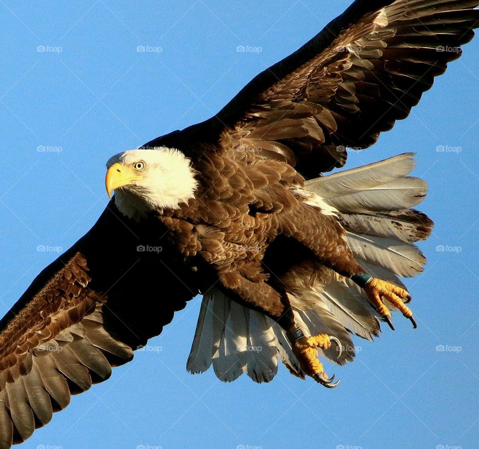 Bald Eagle in Flight