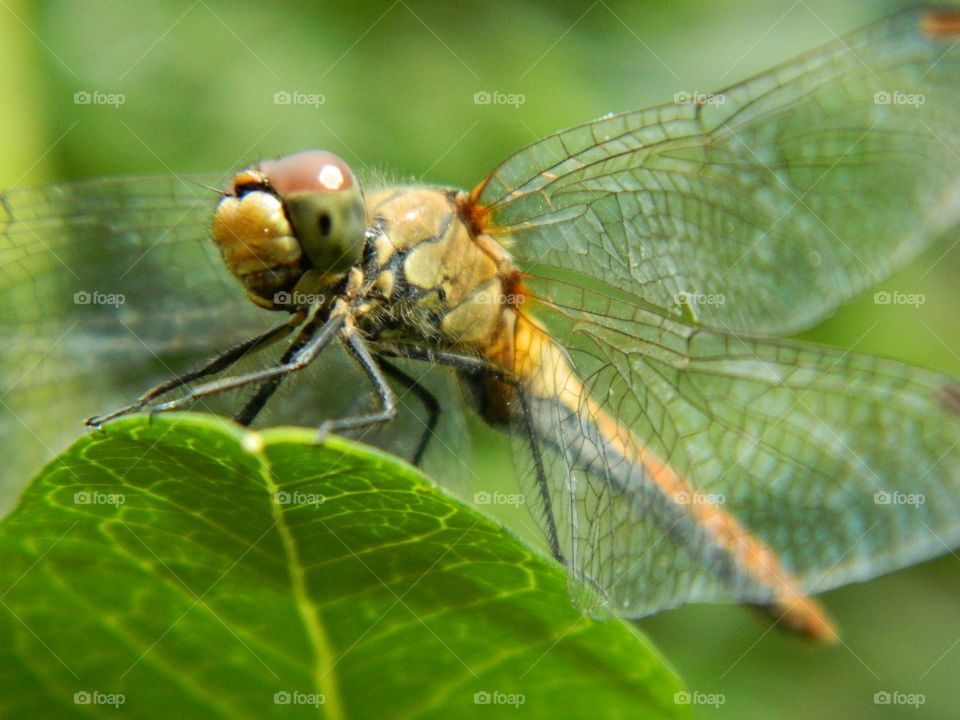 macro photo of a dragonfly sitting on a leaf of a tree