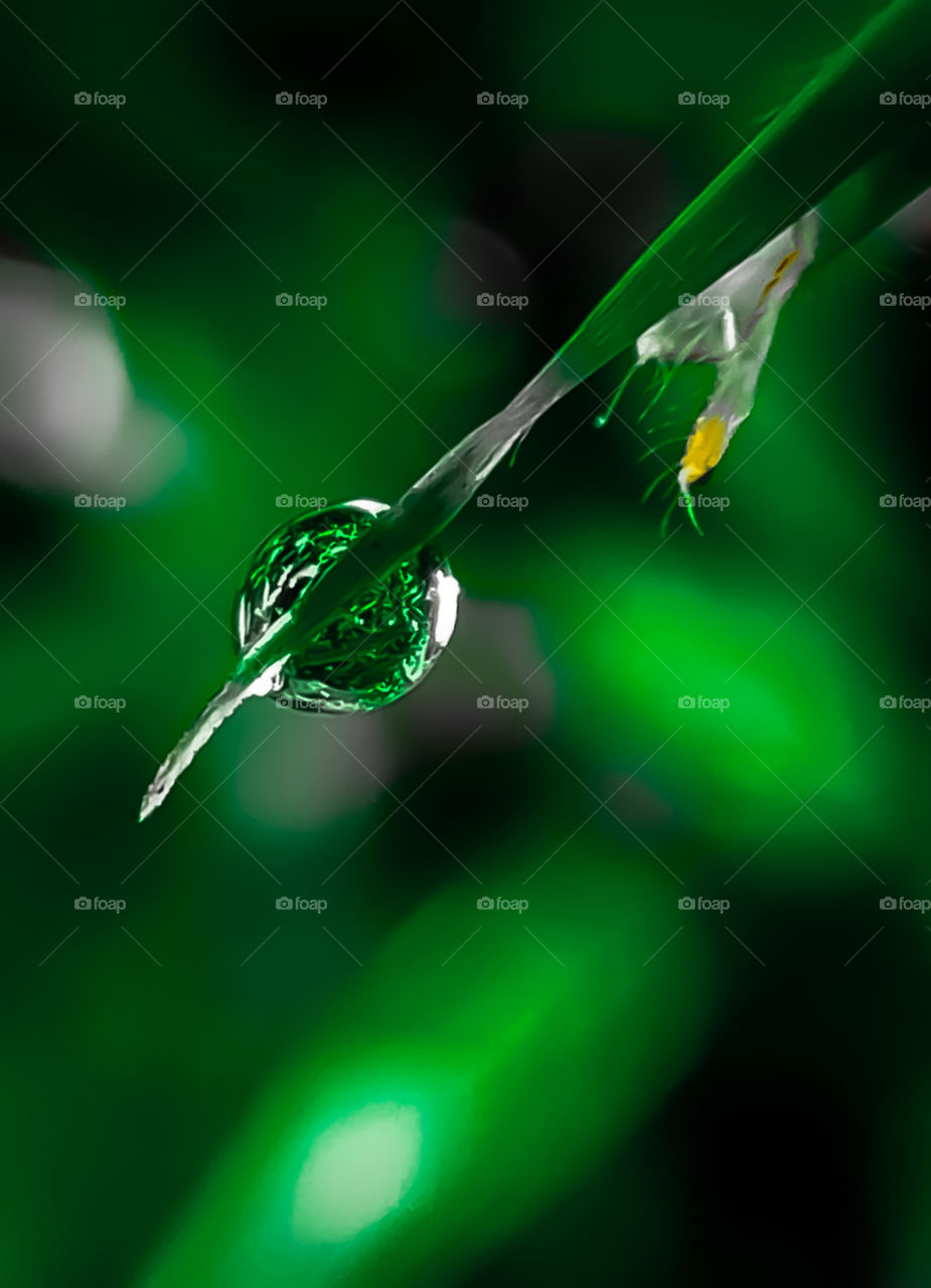 Dew at the end of the grass