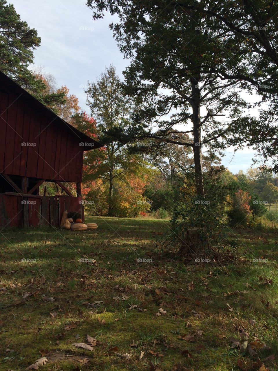 Pumpkins outside old barn in the fall