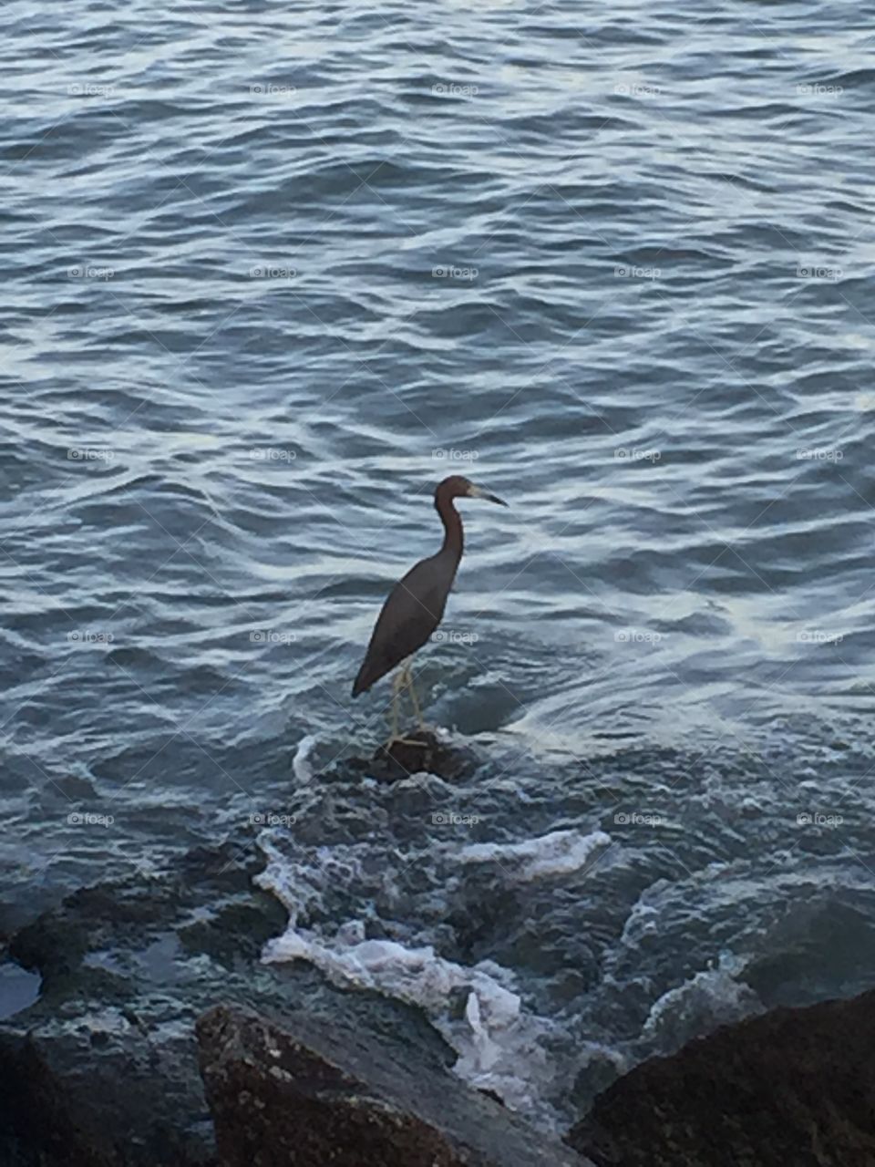 Egret