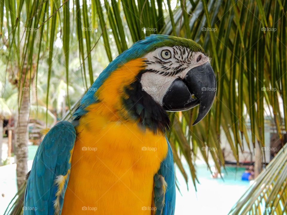 Blue Macaw