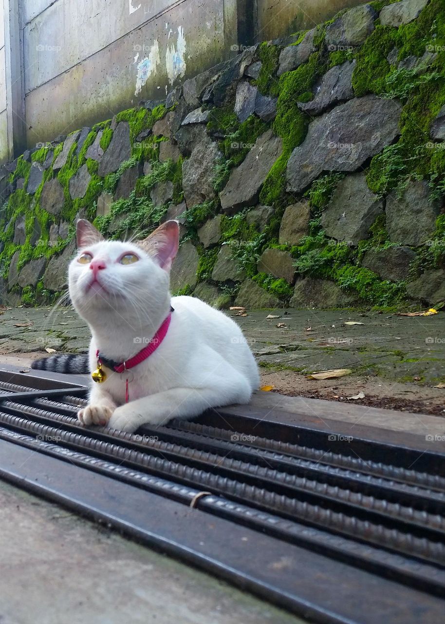 Cat on a sewer looking up to the sky