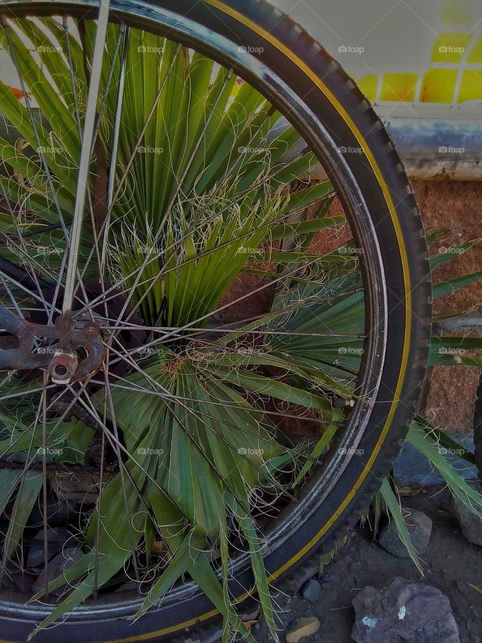 Wheel & Frond