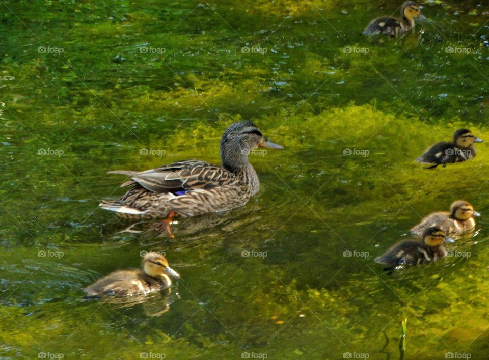 Mother Duck With Ducklings