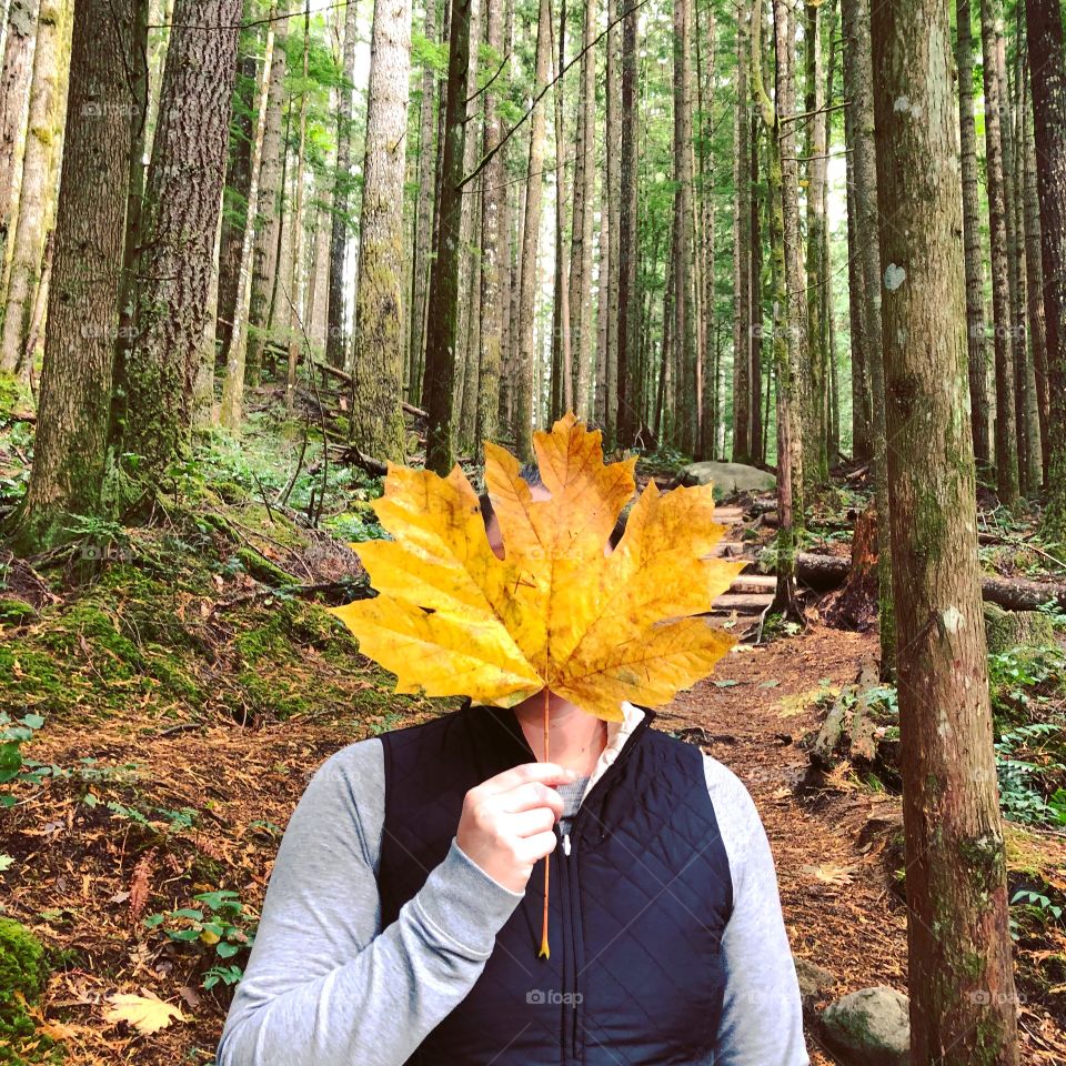 Leaves as big as my head hiking through the woods