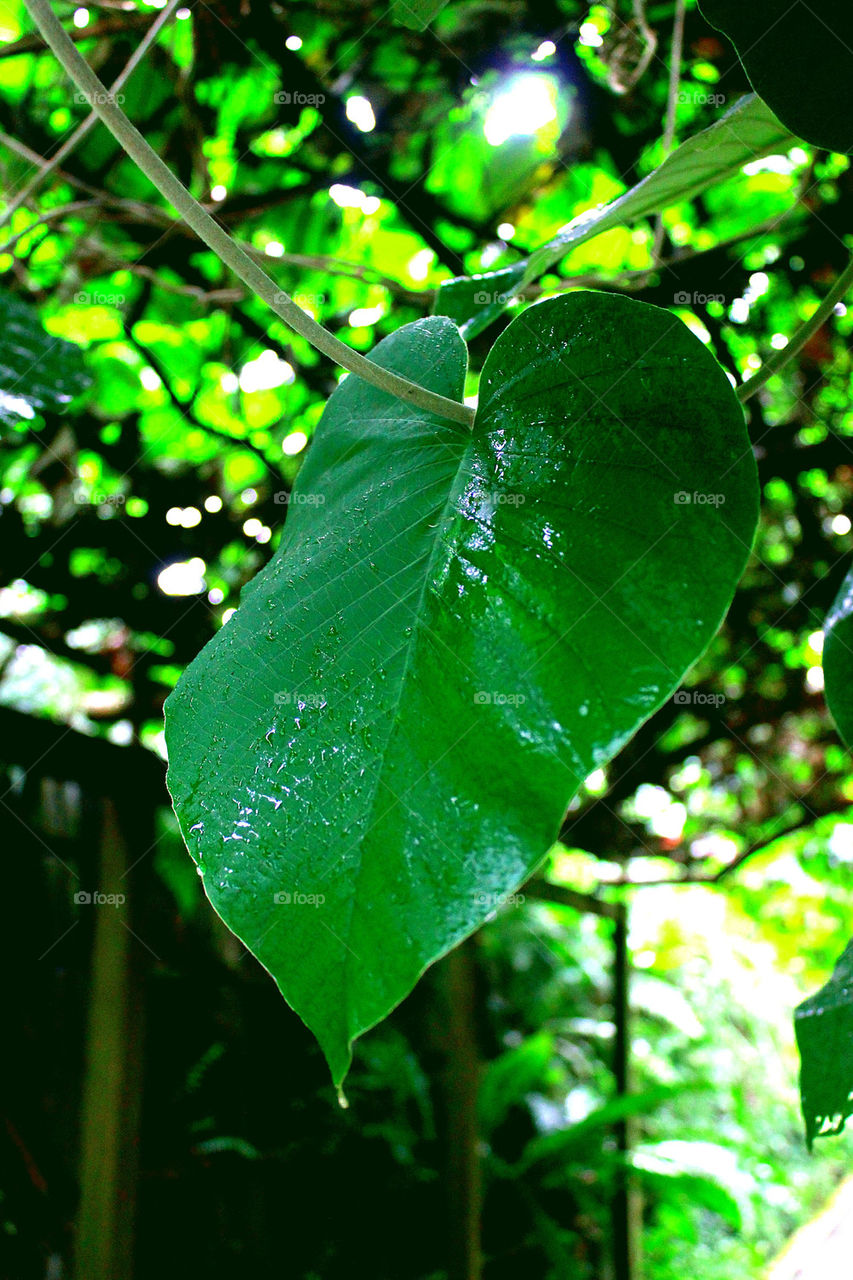 Hanging leave after the rain