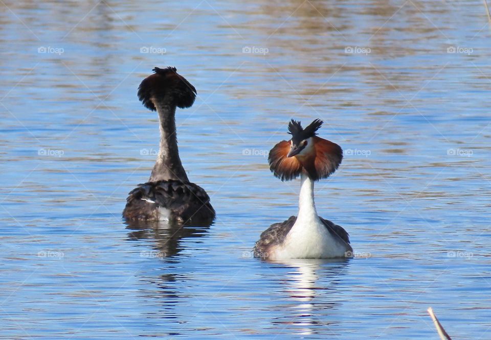 Great Crested Grebe Mating Dance