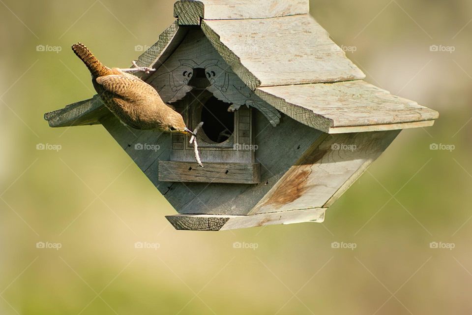 Wren building a nest