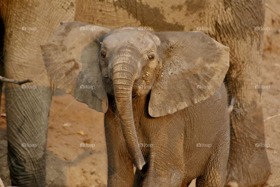 A territorial baby elephant 