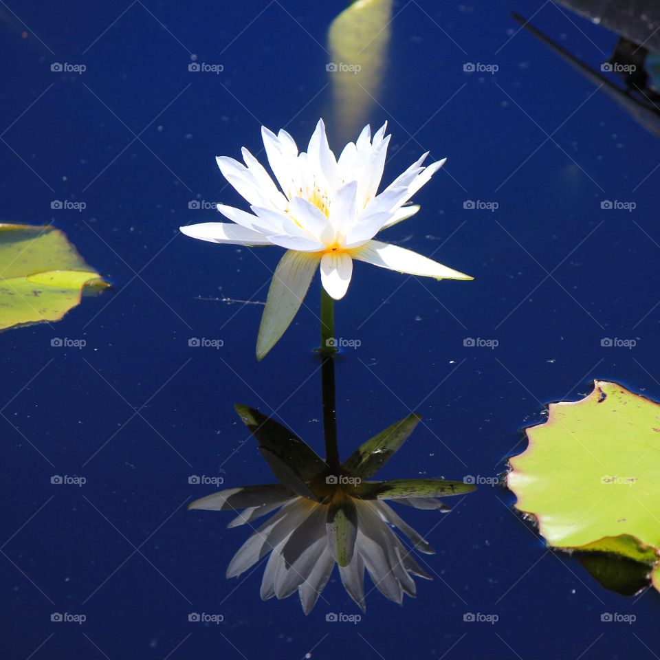 Close-up of lily flower