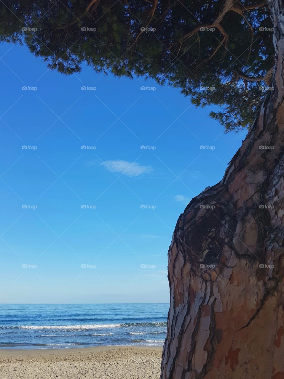 Sea view from under a tree in a sunny day with blue sky