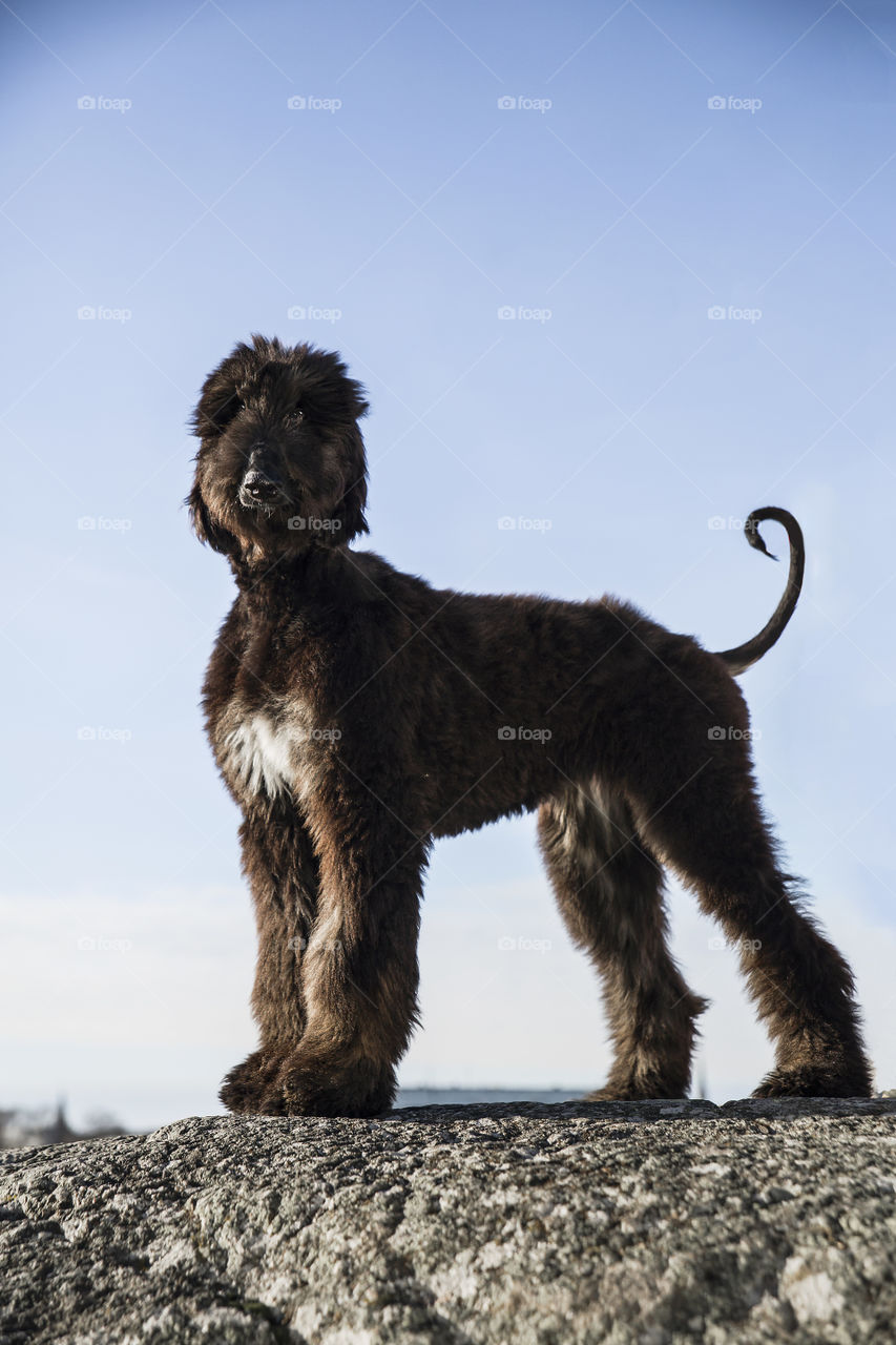 Proud young black furry afghanhound standing in blue sky wagging tale posing portrait puppy