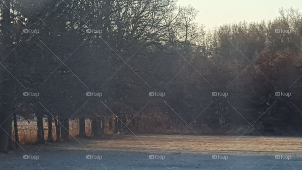 frosty sunrise through a tree line